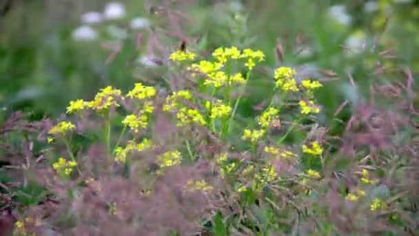 Vackra gula blommor — Stockvideo