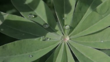 Su damlaları ile güzel yeşil yaprak