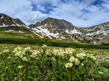 Dağ manzaralı Yaban Çiçeği Çayırları