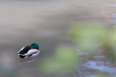 Mallard ördeği başı arkasına dönmüş ve gözünü dört açmış.