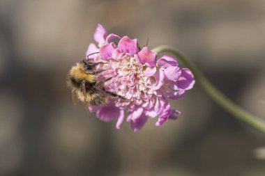 Uyuz Pembe Sis (Scabiosa) iğneli çiçeğin başındaki yaban arısı