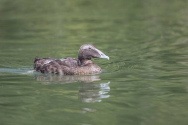 Dişi Eider ördeği (Somateria mollissima) en büyük deniz ördeği
