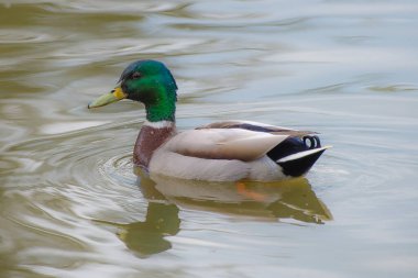 Erkek Mallard ördeği. Kafasında su damlası var. Amatör olarak kullanılıyor.