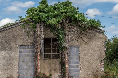 Bitkilerle dolu terk edilmiş eski bir bina.