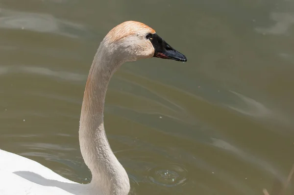 Batı Sussex 'teki bir gölde trompetçi bir kuğunun kafasından vurulmuş.