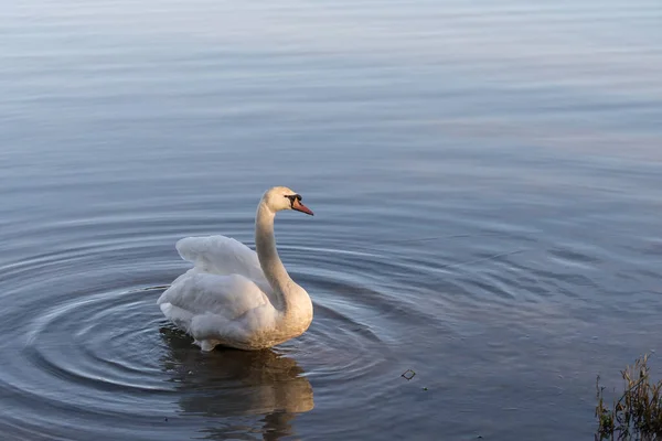 Güneş ışığının altında duran sessiz kuğu Kuğu renginde.