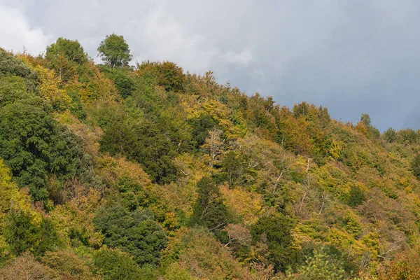 Batı Sussex 'te bir yamaçta renkli ağaçlar