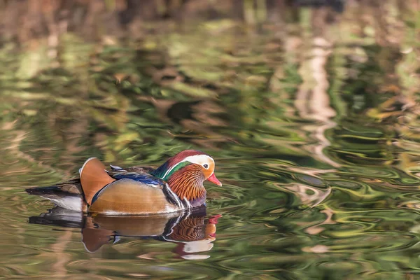 Renkli yansımalarla suyun üzerinde yüzen erkek Manderin ördeği