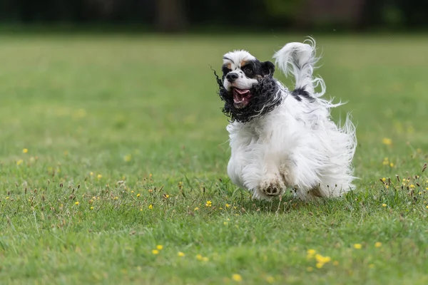 Amerikalı kokarca spanyel bir tarlada çapraz hızla koşuyor.