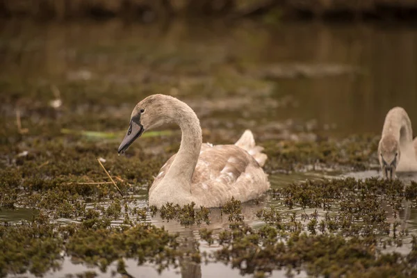 Genç Dilsiz Kuğular (Cygnus rengi) Norfolk Hatunları 'nda su otlarının arasında yüzüyorlar.