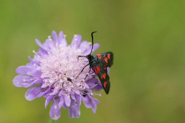 Five Spot Burnet Moth Feeding Small Scabious Plant Out Focus — Stock Photo, Image