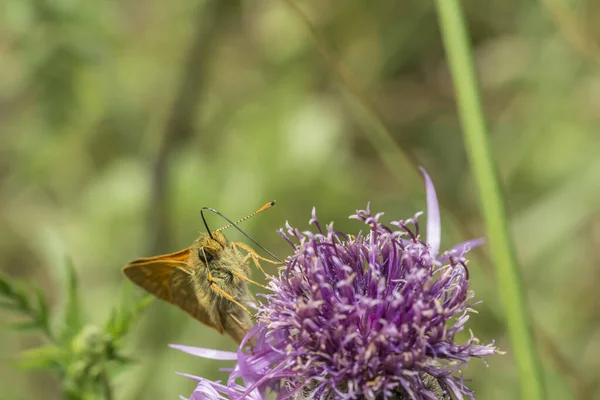 Küçük Skipper 'ın (Thymelicus Sylvestris) bir çiçeğin başında oturan kelebeğin görüntüsüne odaklan.