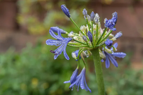 Agapanthus africanus Blue flower covered in dew drops