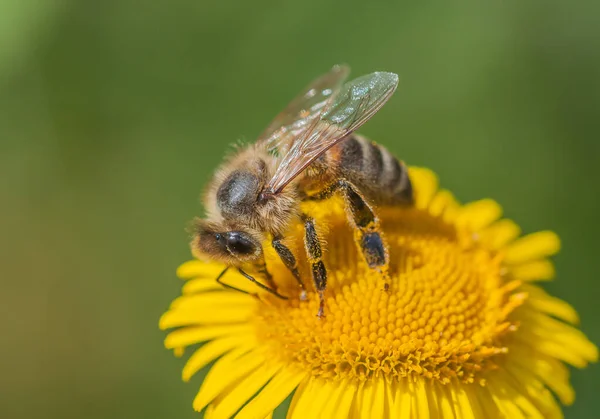Sarı papatya çiçeğinin başındaki bal arısı