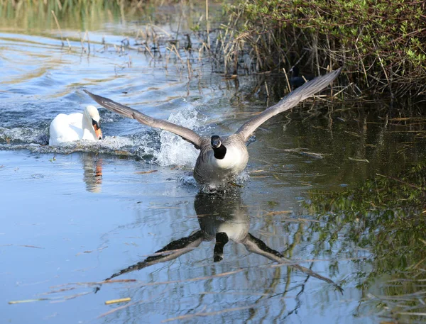 Mute Swan chasing Canada Goose