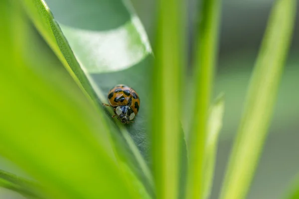 14 benekli uğur kuşu (Propylea quattuordecimpunctata), Birleşik Krallık 'ta yeşil yapraklı üç tür sarı uğur böceğinden biridir.
