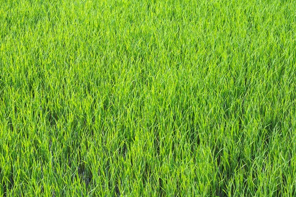 Campos de arroz — Fotografia de Stock