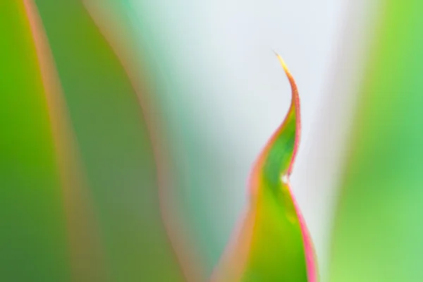 Grünes Blatt — Stockfoto