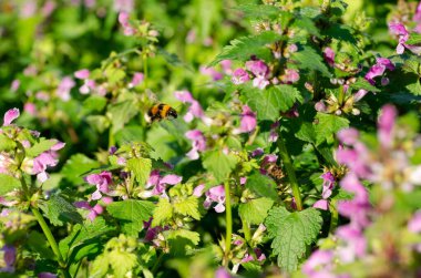 Yaban arılı bahar mor çiçekleri. Boşluğu kopyala.