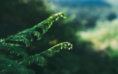 Genç eğreltiotu büyür ve arka plan bulanıklaşır. Seçici odaklanma. Boşluğu kopyala.