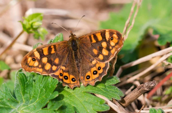 Maculata or open-winged wall butterfly. Pararge aegeria.