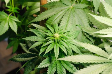 Çiçekli ve yapraklı marihuana bitkisi. Esrar kavramı,