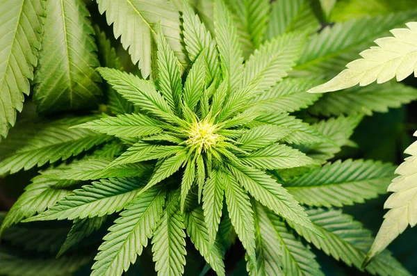 Çiçekli ve yapraklı marihuana..