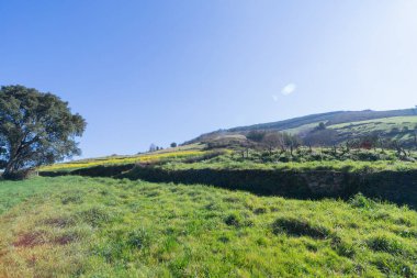 Baharda çayırların ve sarı çiçeklerin olduğu bir manzara. Kırsal alan.
