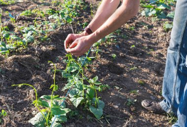 Çiftçi fasulye ekiyor. Eller yeşil fasulye filizlerini yerleştiriyor. Tarım kavramı. Boşluğu kopyala.