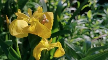 Rüzgarın ürettiği hafif hareketli sarı zambaklar. Doğal çiçek kavramı.