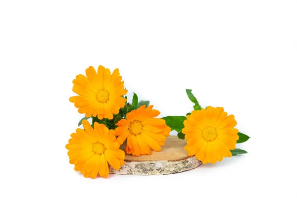 Marigold Flowers Wood Slice Yellow Background Copy Space Top View — Stock Photo, Image