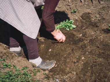 Elleriyle toprağa bitki eken bir kadın. Tarım sektöründe el işi. Boşluğu kopyala.