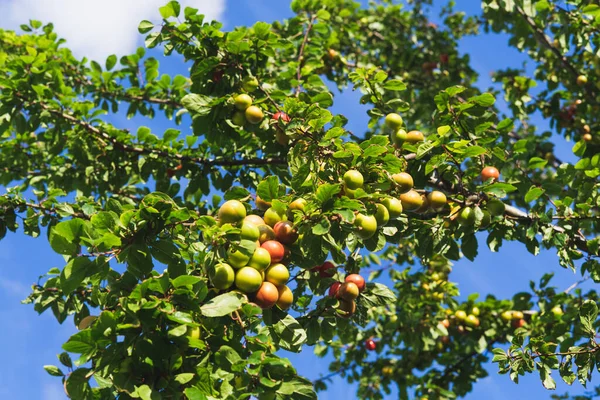 Plum Tree Branches Green Ripe Fruits Blue Sky Background — Stock Photo, Image