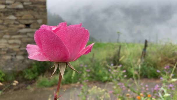 Doğal Arkaplanda Yağmur Damlaları Olan Pembe Gül Çiçeği — Stok video