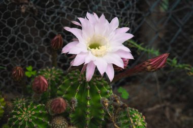Coşkulu kaktüs çiçeği. Boşluğu kopyala.