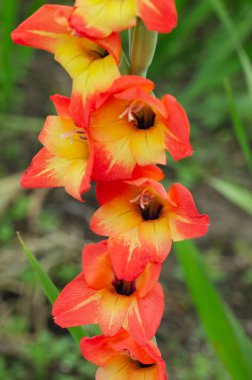 Gladiolus 'un açtığı dal. Çiçek konsepti.