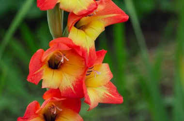 Gladiolus çiçek detayı. Çiçek konsepti.