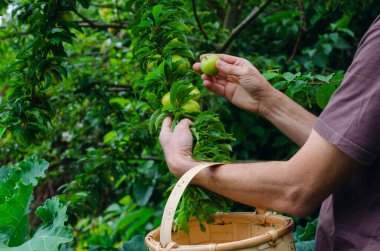 Erkek elleri erik topluyor. Erik ağacı