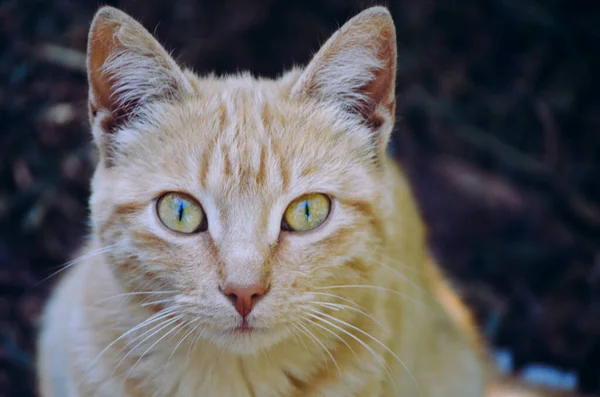 Tekir kedi portresi önümüzde duruyor..