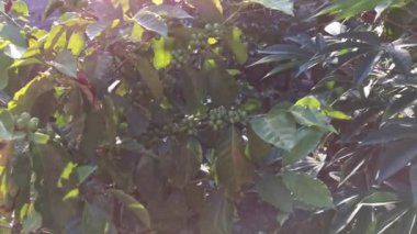 Adam telgraf çekiyor. Bilgisayarda çalışan biri. Masaüstü seviyesi görünümü.