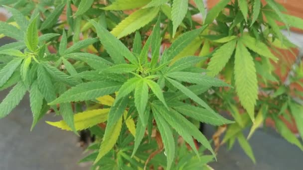 Foglie Cannabis Che Crescono Vaso Pianta Marijuana — Video Stock