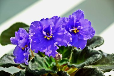 Yağmurdan sonra mor menekşeler