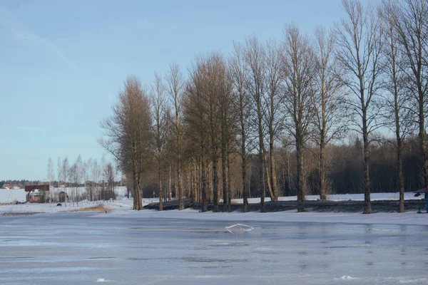 Ağaçlı buz gölü