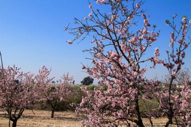 İspanya 'da mavi gökyüzünün altında açan pembe badem ağacı