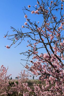 İspanya 'da mavi gökyüzünün altında açan pembe badem ağacı