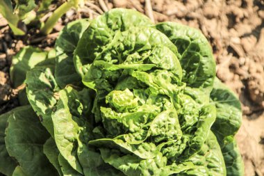 Lactuca Sativa marul bitkisi İspanya 'da bahçede