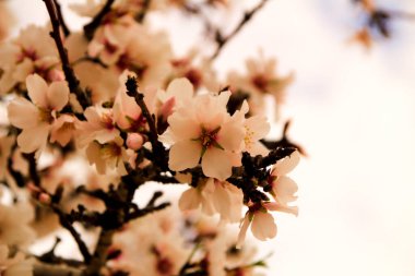 Badem ağacı, gri gökyüzünün altında çiçek açar.