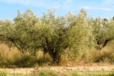 Güney İspanya kırsalında renkli zeytin tarlası