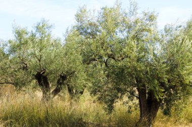 Güney İspanya kırsalında renkli zeytin tarlası