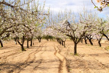 Badem ağacı mavi gökyüzünün altında çiçek açar.